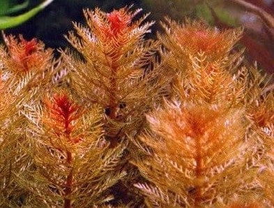 myriophyllum-tuberculatum_1024x.jpg