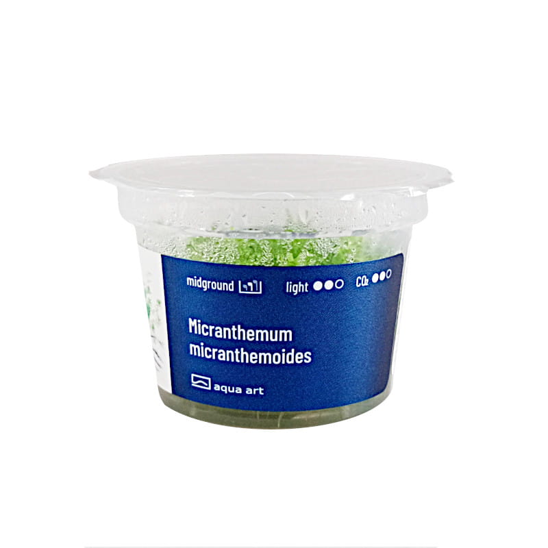 micrathenum2.jpg