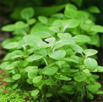Lobelia_cardinalis_miniaturka.jpg