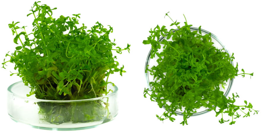 Hemianthus_Micranthemoides_2perspektywa.jpg
