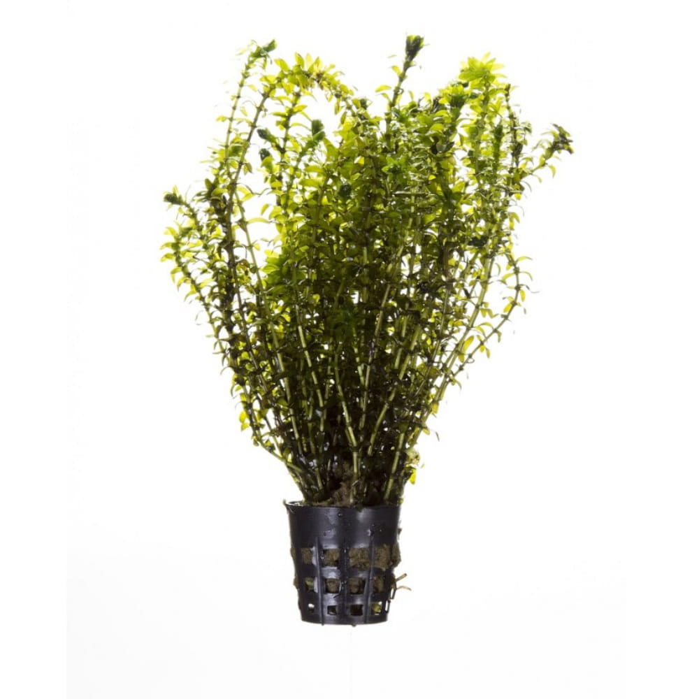 Moczarka Kanadyjska RO LINA DO OCZKA Elodea Canadensis Akwarium24 pl moczarka-kanadyjska-ro-lina-do-oczka-elodea-canadensis-akwarium24-pl
