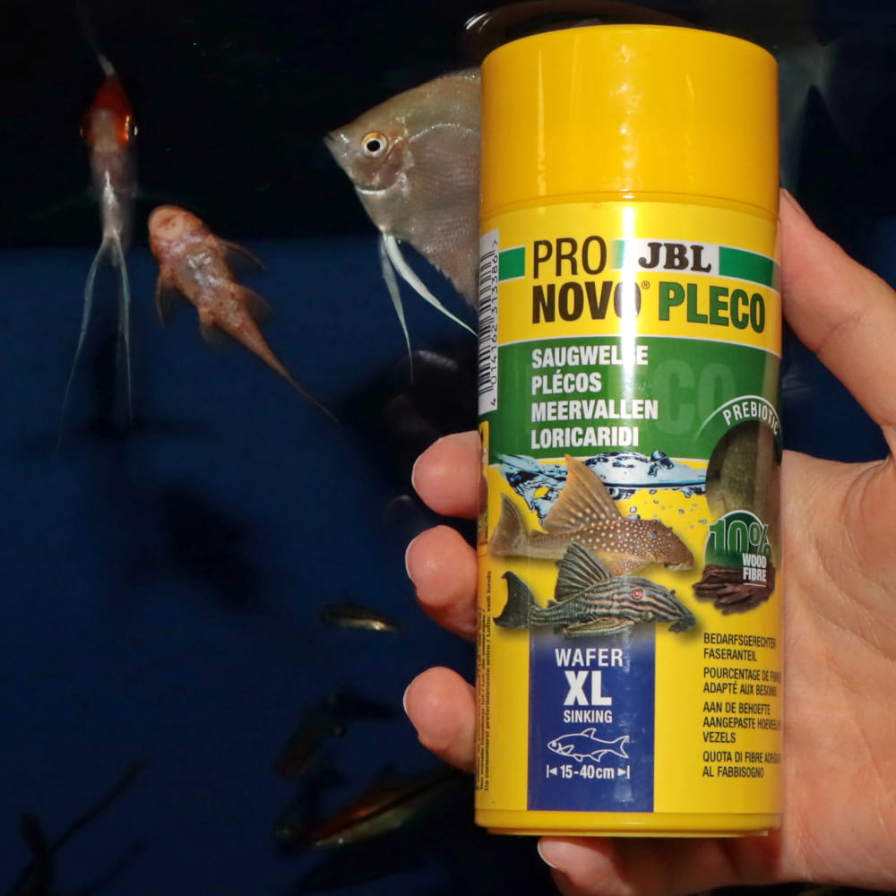 pleco4.jpg