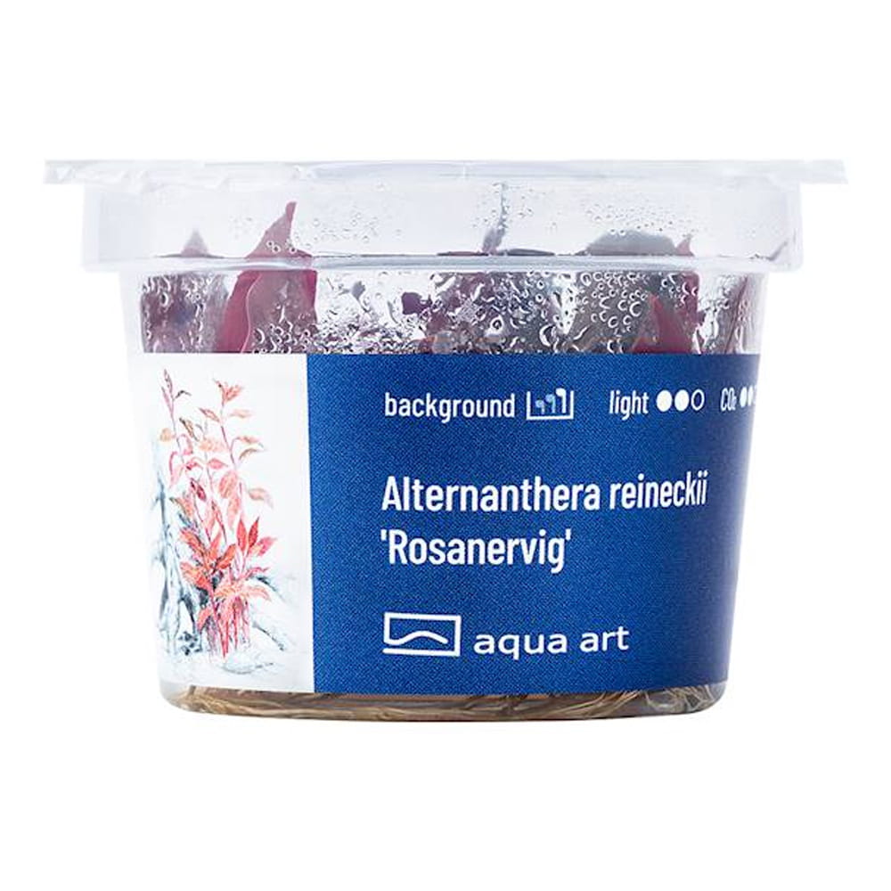 rosanervig2.jpg