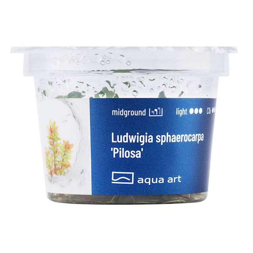 pilosa3.jpg