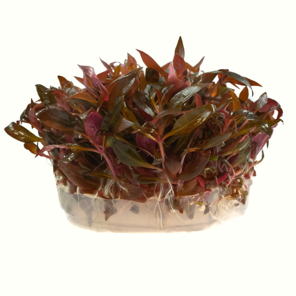 rosaefolia.jpg