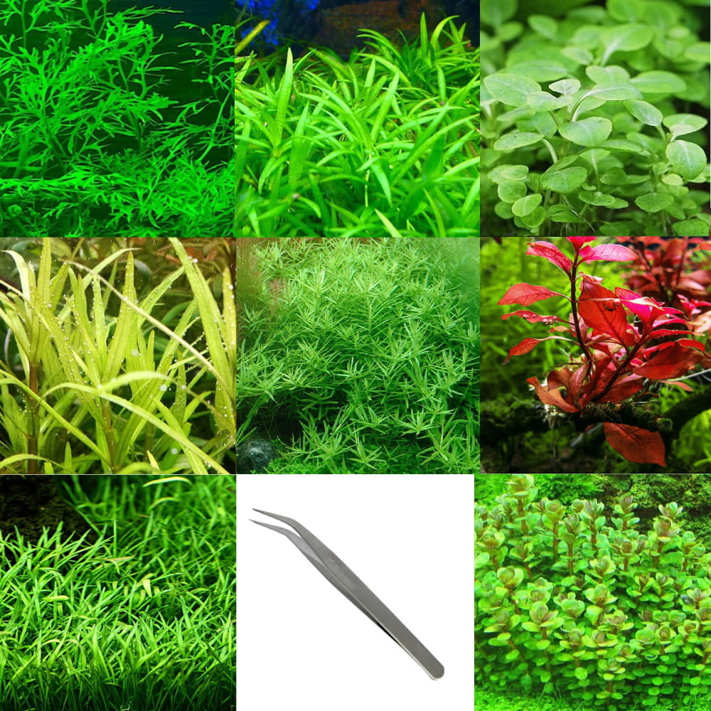 Roślinki-do-akwarium-zestaw-roślin-na-każdy-plan.jpg