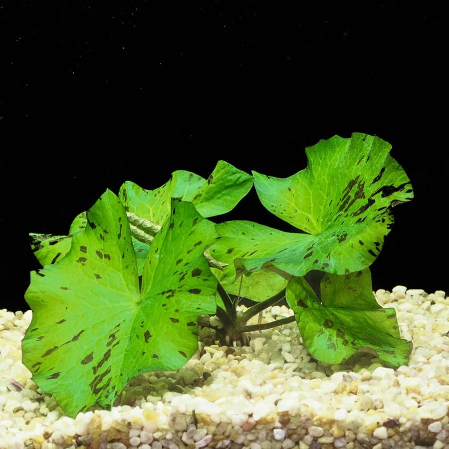 Nyphaea_green.jpg