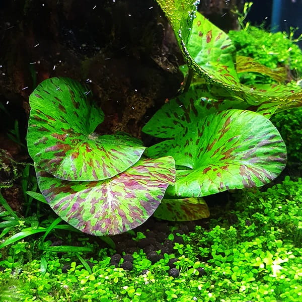 Nyphaea_green2.jpg